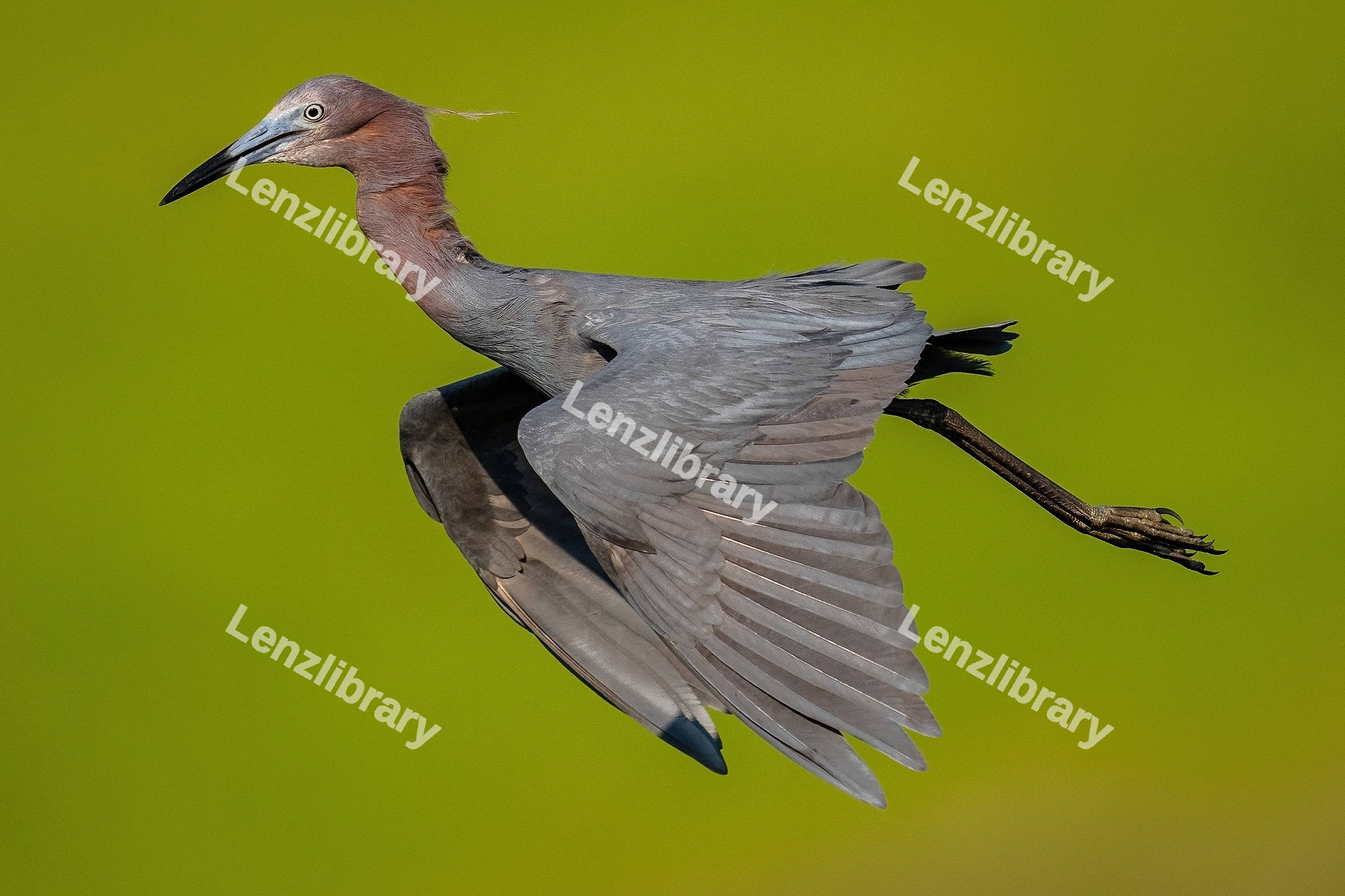 Reddish Egret Bird